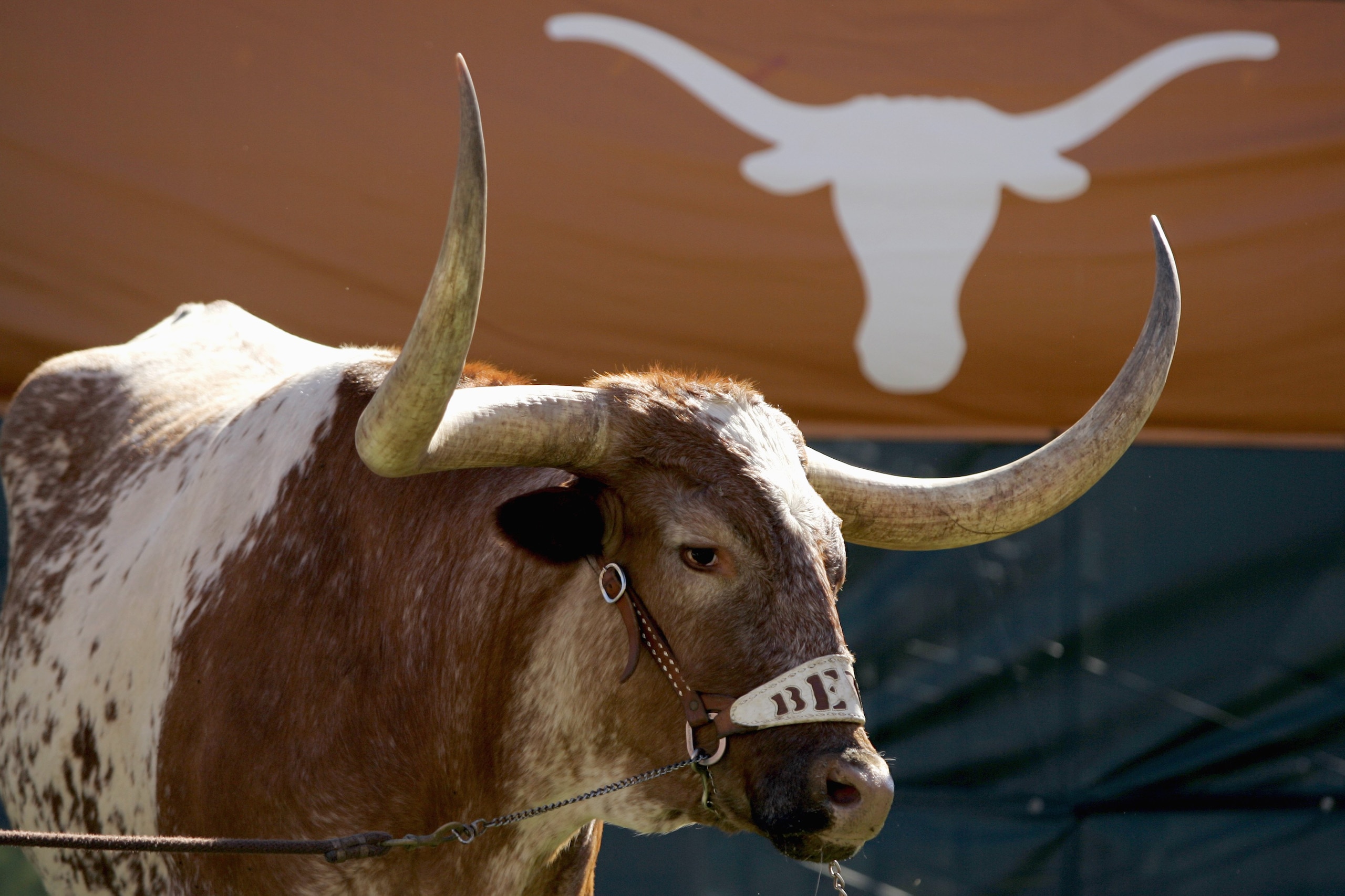 AUSTIN, TX - NOVEMBER 8: Bevo, the Texas Longhorns' mascot, stands in the corner during a game against the Baylor Bears on November 8, 2008 at Darrell K Royal-Texas Memorial Stadium in Austin, Texas. Texas won 45-21. (Photo by Brian Bahr/Getty Images)