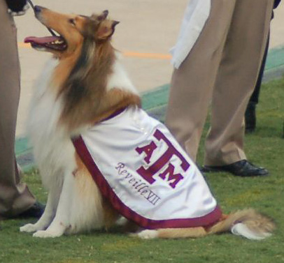 2011 College Football: Ranking the 10 Best Mascots in the Top 25