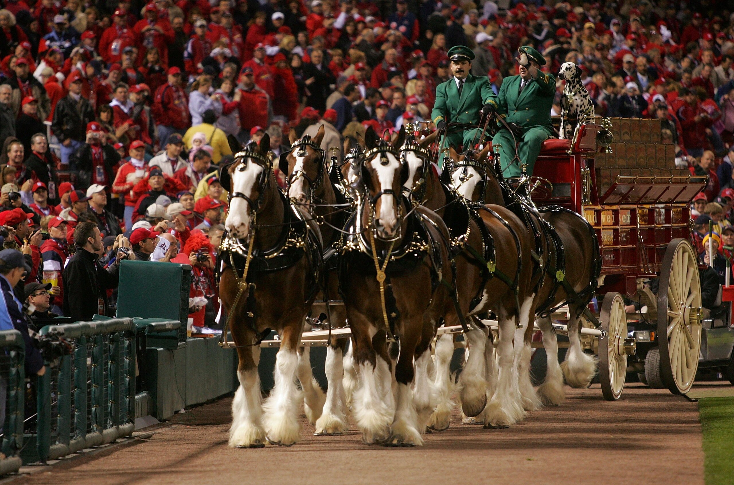 ST LOUIS - OCTOBER 24:  The Budweiser Clydesdale horses walk on the field prior to the start of Game Three of the 2006 World Series between the Detroit Tigers and the St. Louis Cardinals at Busch Stadium on October 24, 2006 in St. Louis, Missouri.  (Photo
