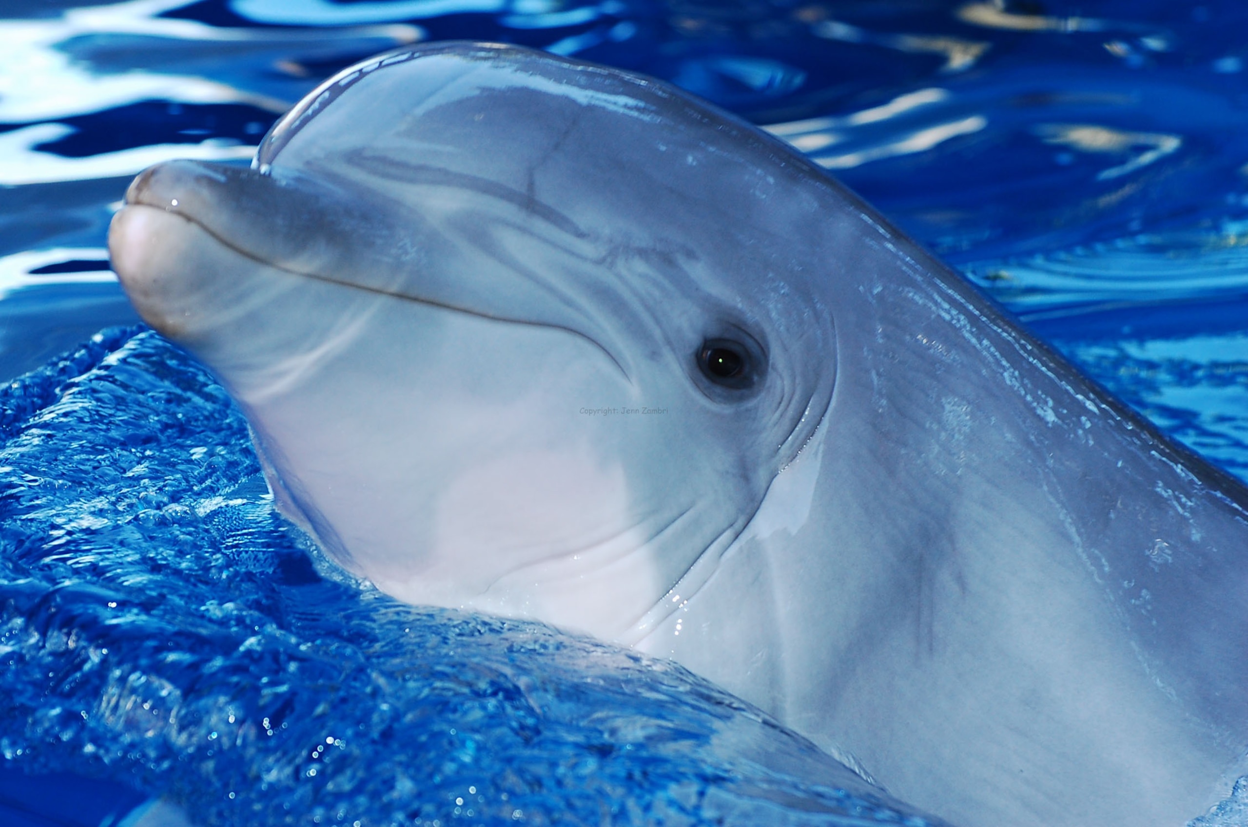 Clearwater Aquarium / Photo: Jenn Zambri