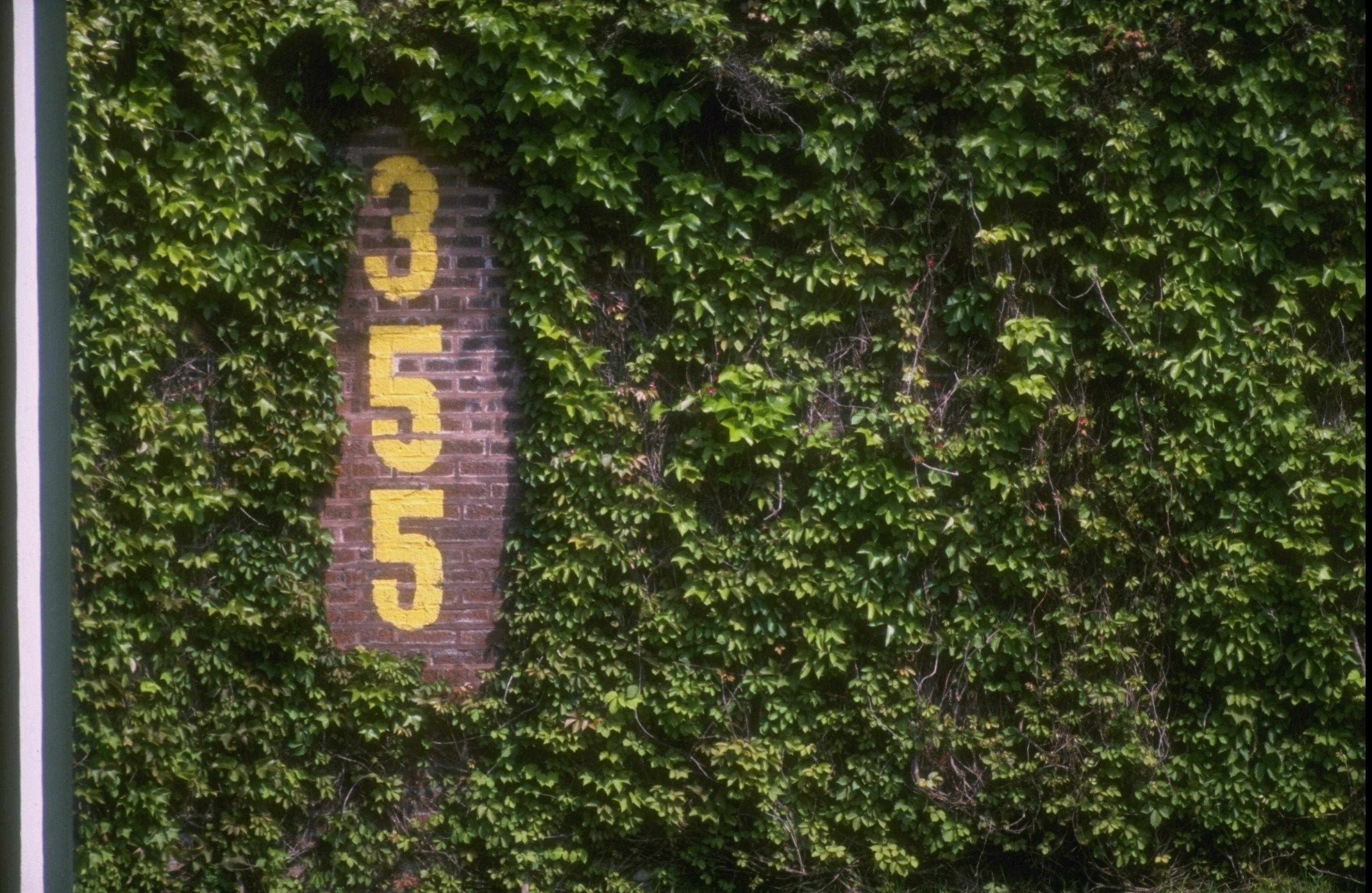 9 May 1998:  A general view of the ivy at Wrigley Field in Chicago, Illinois during a game between the Chicago Cubs and the San Francisco Giants. The Giants defeated the Cubs 5-1. Mandatory Credit: Matthew Stockman  /Allsport