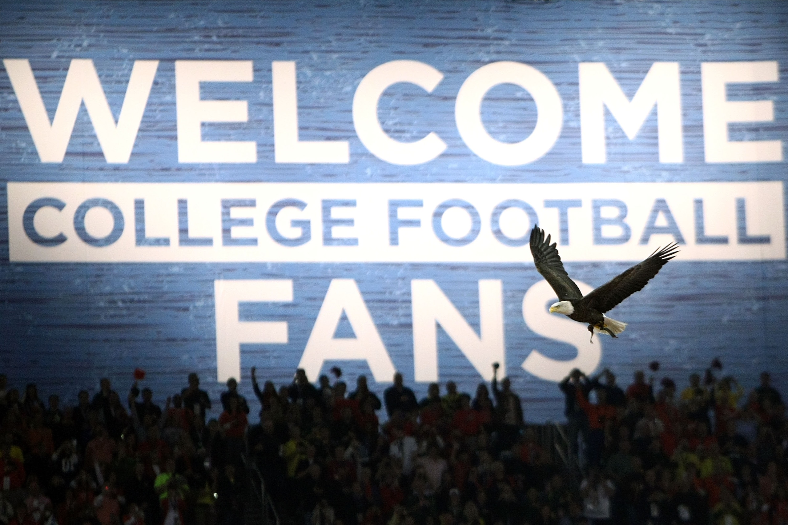 GLENDALE, AZ - JANUARY 10: Challenger, a Bald Eagle circles the stadium during the national anthem for the Tostitos BCS National Championship Game between the Oregon Ducks and Auburn Tigers at University of Phoenix Stadium on January 10, 2011 in Glendale GLENDALE, AZ - JANUARY 10: Challenger, a Bald Eagle circles the stadium during the national anthem for the Tostitos BCS National Championship Game between the Oregon Ducks and Auburn Tigers at University of Phoenix Stadium on January 10, 2011 in Glendale