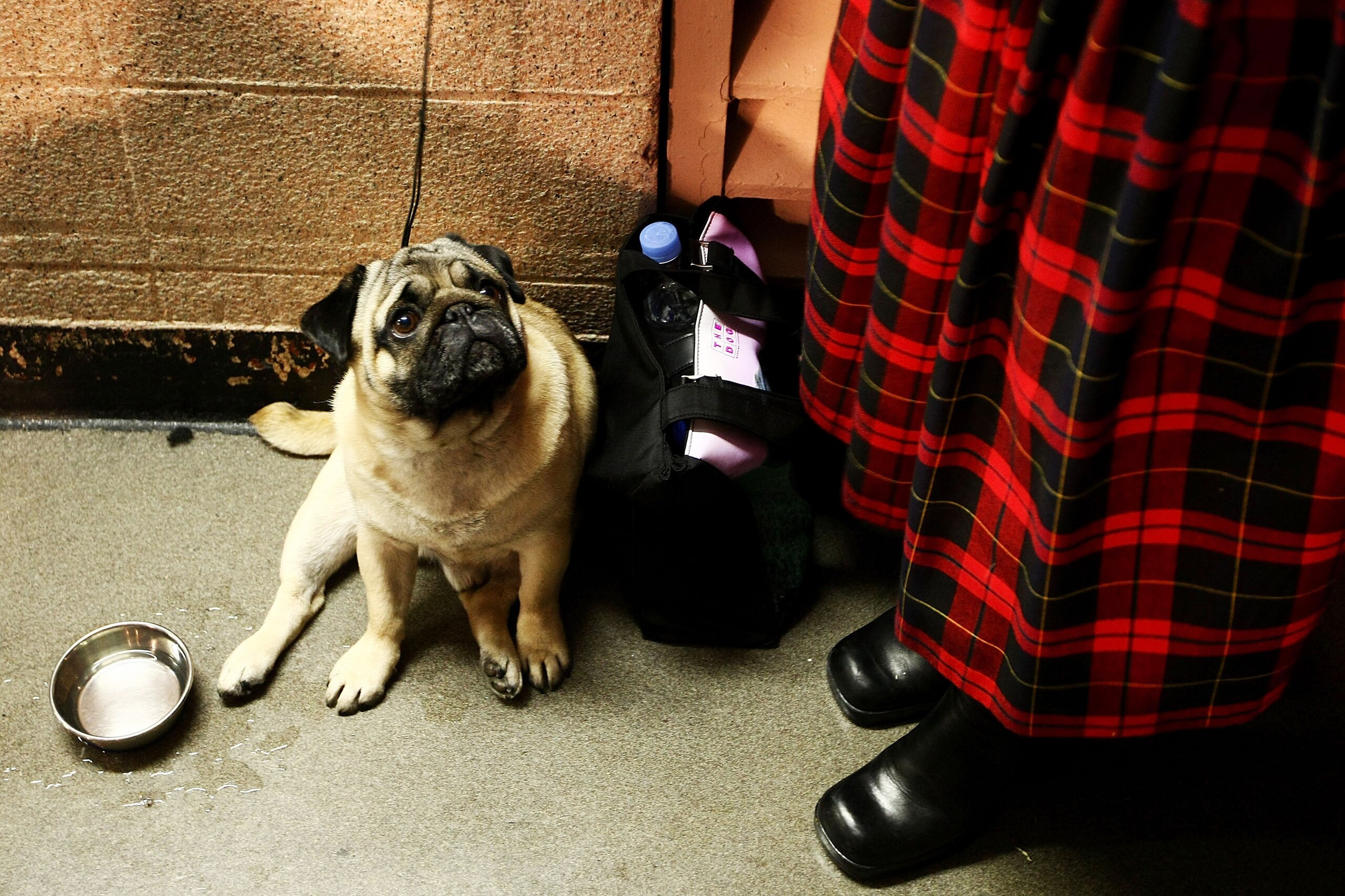 NEW YORK - FEBRUARY 09: Pug ' Cutter' sits and waits in the hallway before being shown in the Junior Showmanship section during the 133rd Annual Westminster Kennel Club Dog Show at Madison Square Garden February 9, 2009 in New York City. The Westminster K