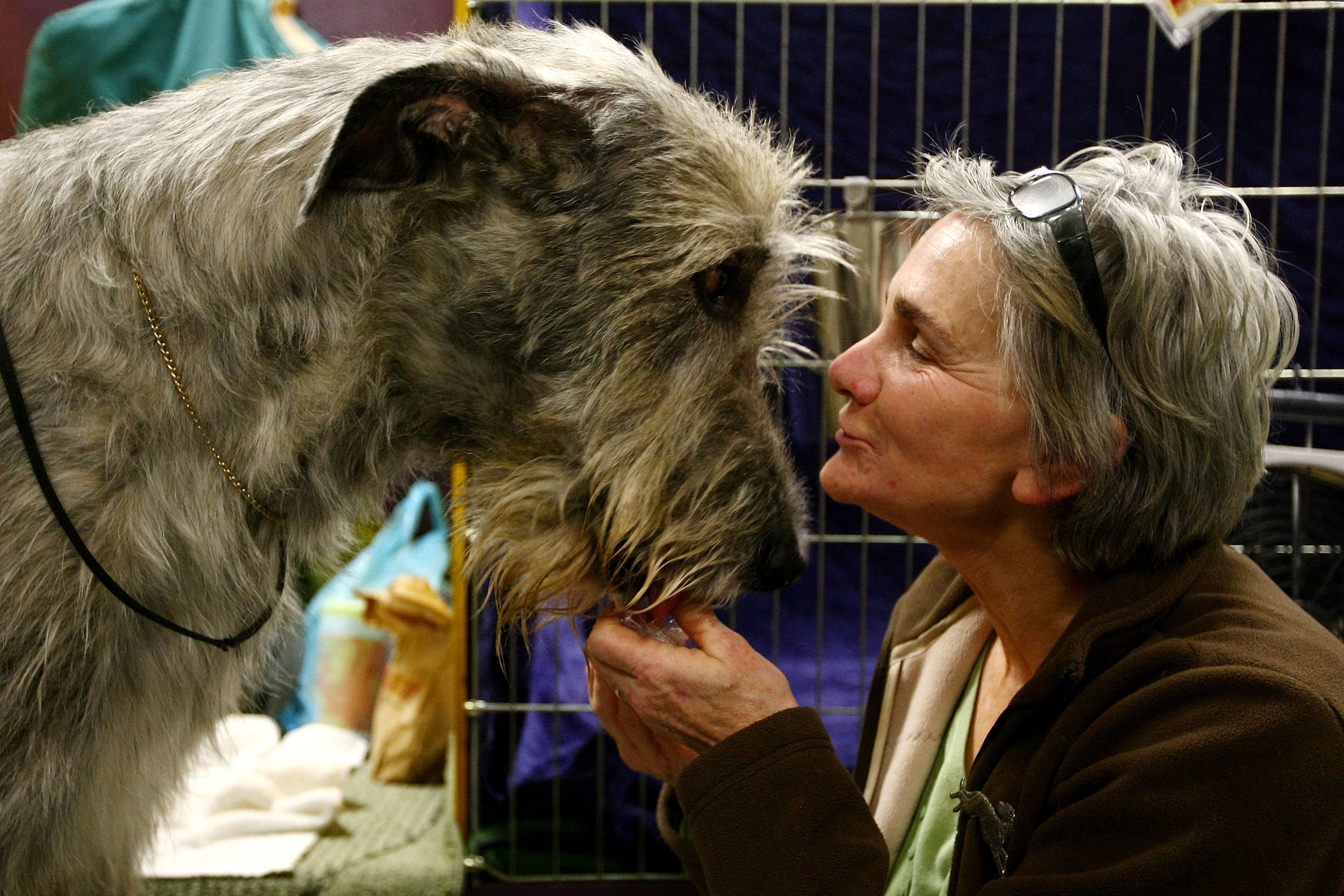 NEW YORK - FEBRUARY 09:  Alice Kneavel comforts her Irish Wolfhound ' Quest' backstage during the 133rd Annual Westminster Kennel Club Dog Show at Madison Square Garden February 9, 2009 in New York City. The Westminster Kennel Club Dog Show is considered