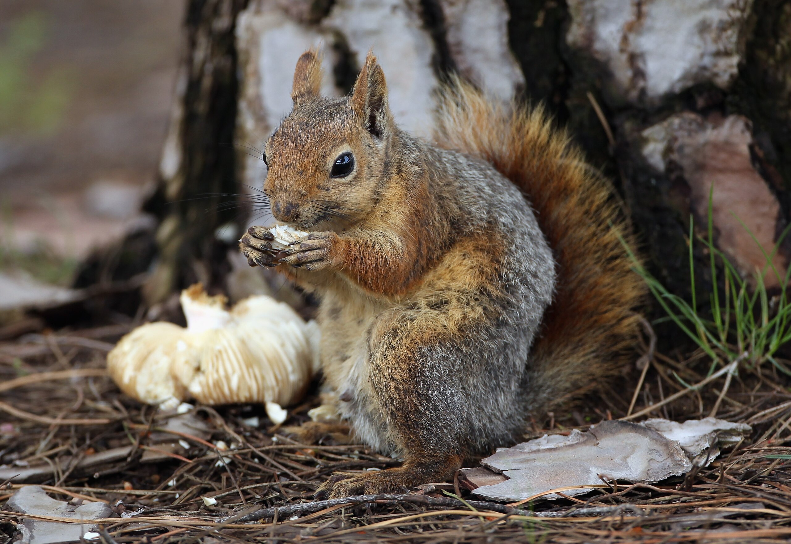 BELEK, TURKEY - APRIL 29:  A squirrel in action during the first round of the Turkish Airlines Challenge hosted by Carya Golf Club on April 29, 2010 in Belek, Turkey.  (Photo by Andrew Redington/Getty Images)