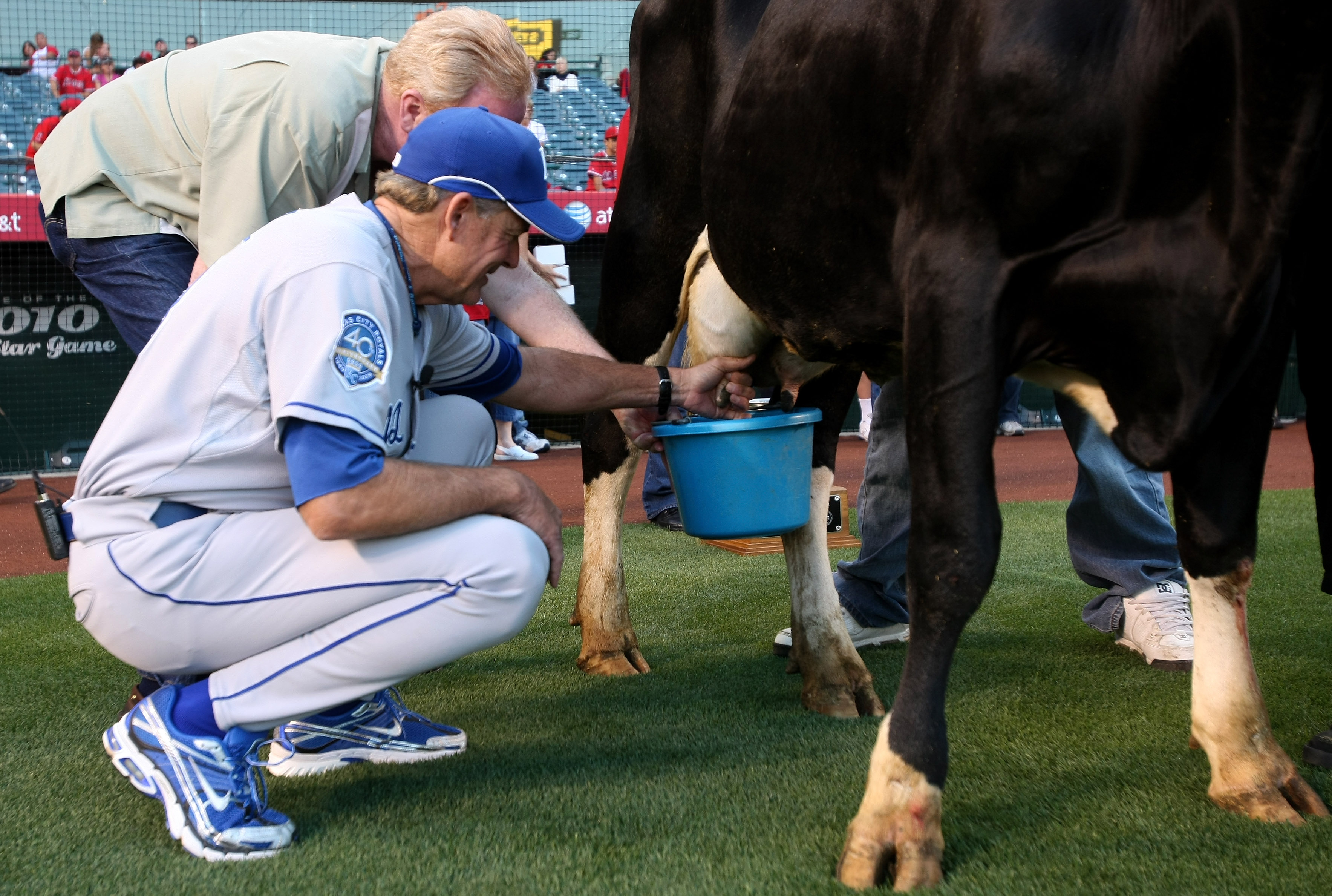 ANAHEIM, CA - MAY 08:  First base coach Rusty Kuntz of the Kansas City Royals participates in the Angels' annual cow milking contest before the game with the Los Angeles Angels of Anaheim on May 8, 2009 at Angel Stadium in Anaheim, California.  (Photo by