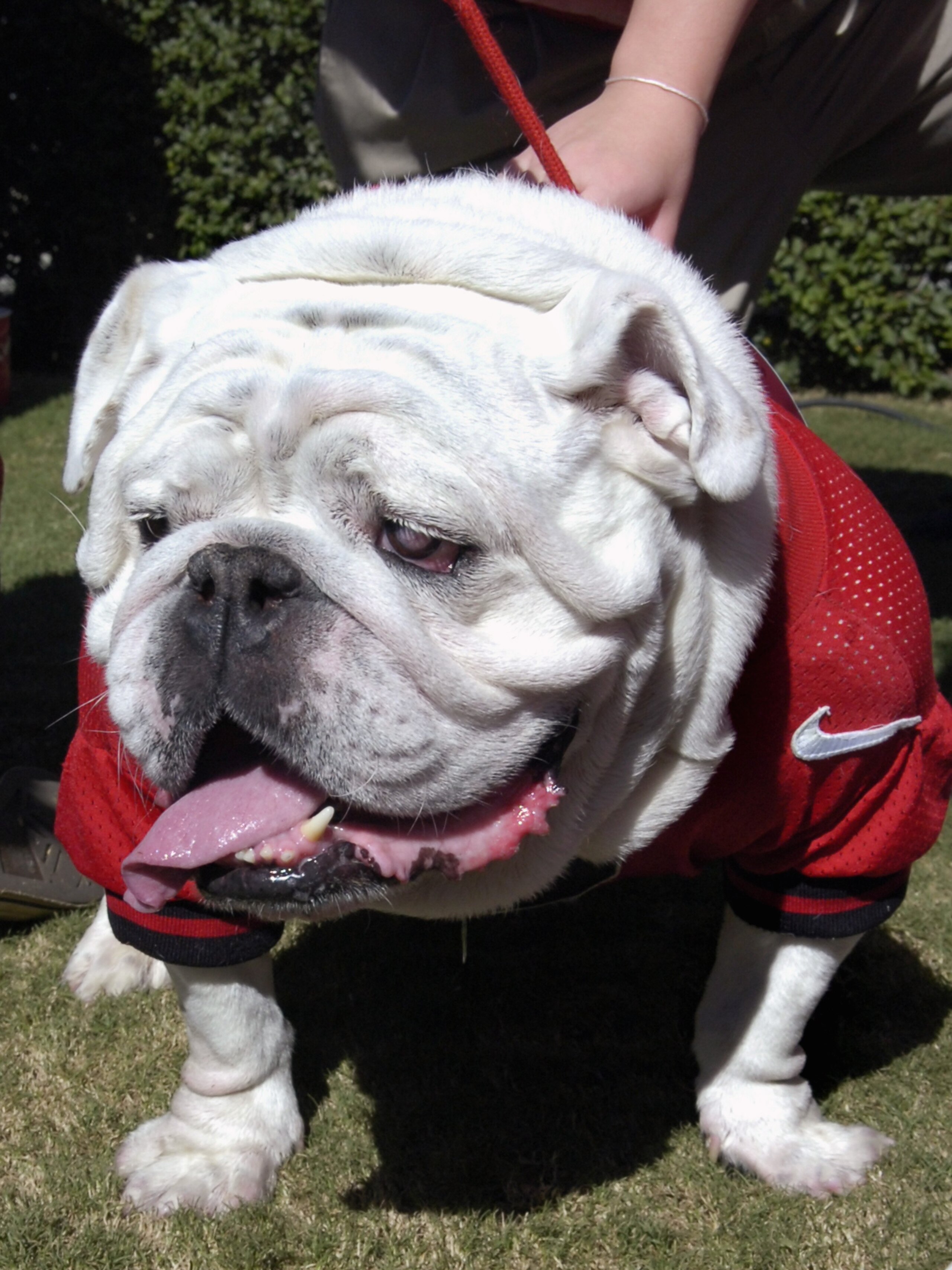 ATHENS, GA - SEPTEMBER 29: UGA IV, the Georgia Bulldog mascot watches play from the sidelines against the Mississippi Rebels at Sanford Stadium on September 29, 2007 in Athens, Georgia.  Georgia won 45 - 17. (Photo by Al Messerschmidt/Getty Images)