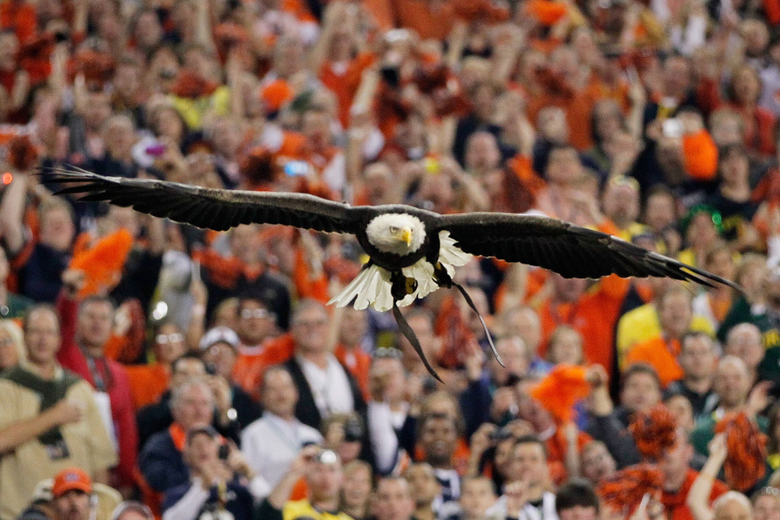 GLENDALE, AZ - JANUARY 10:  Challenger, a Bald Eagle circles the stadium during the national anthem for the Tostitos BCS National Championship Game between the Oregon Ducks and Auburn Tigers at University of Phoenix Stadium on January 10, 2011 in Glendale