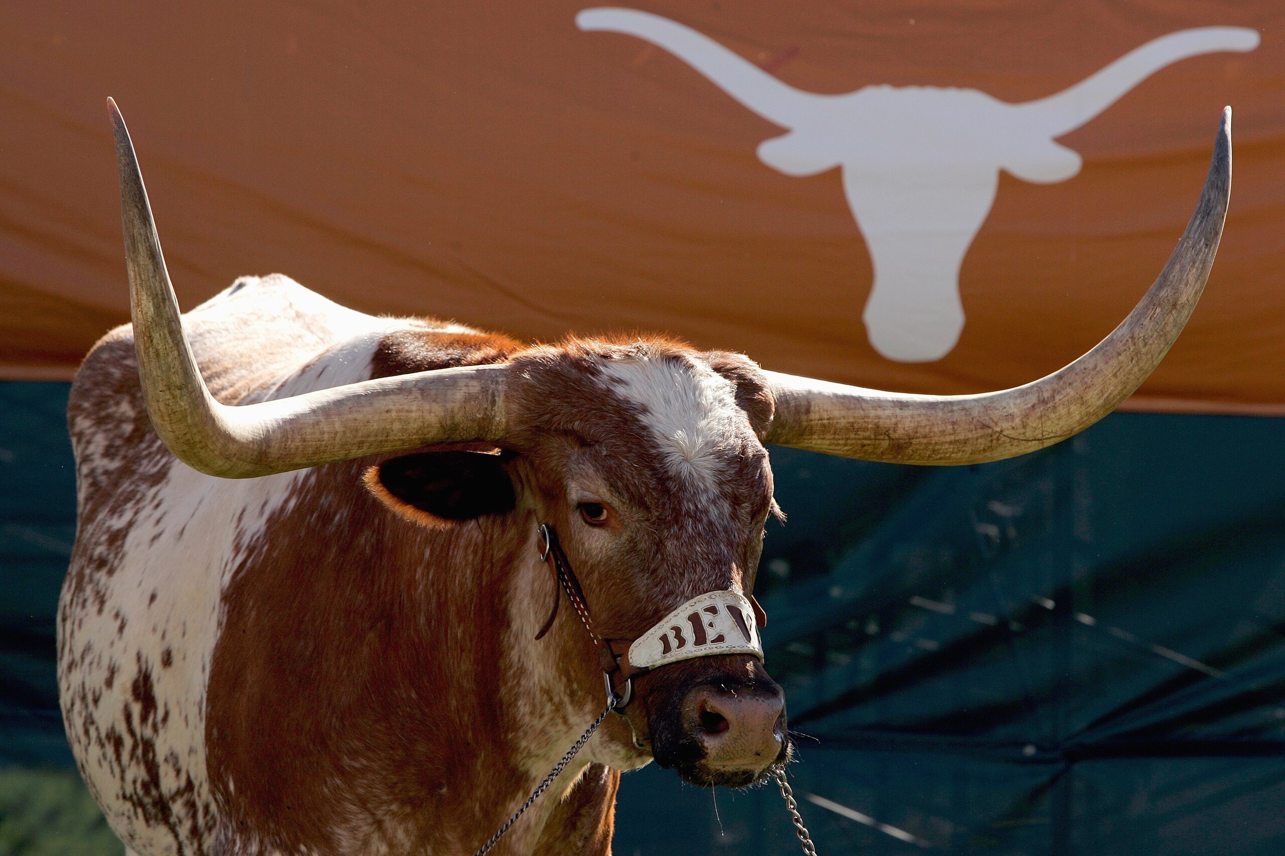 AUSTIN, TX - NOVEMBER 8: Bevo, the Texas Longhorns' mascot, stands in the corner during a game against the Baylor Bears on November 8, 2008 at Darrell K Royal-Texas Memorial Stadium in Austin, Texas. Texas won 45-21. (Photo by Brian Bahr/Getty Images) AUSTIN, TX - NOVEMBER 8: Bevo, the Texas Longhorns' mascot, stands in the corner during a game against the Baylor Bears on November 8, 2008 at Darrell K Royal-Texas Memorial Stadium in Austin, Texas. Texas won 45-21. (Photo by Brian Bahr/Getty Images)