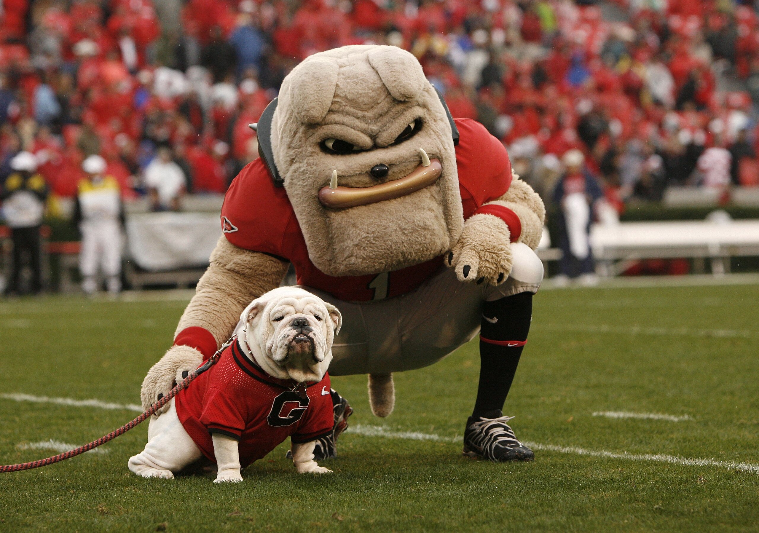 ATHENS, GA - NOVEMBER 29:  Georgia Bulldogs mascots Hairy Dawg (R) and UGA VII pose together for photos before the game against the Georgia Tech Yellow Jackets at Sanford Stadium on November 29, 2008 in Athens, Georgia.  The Yellow Jackets defeated the Bu