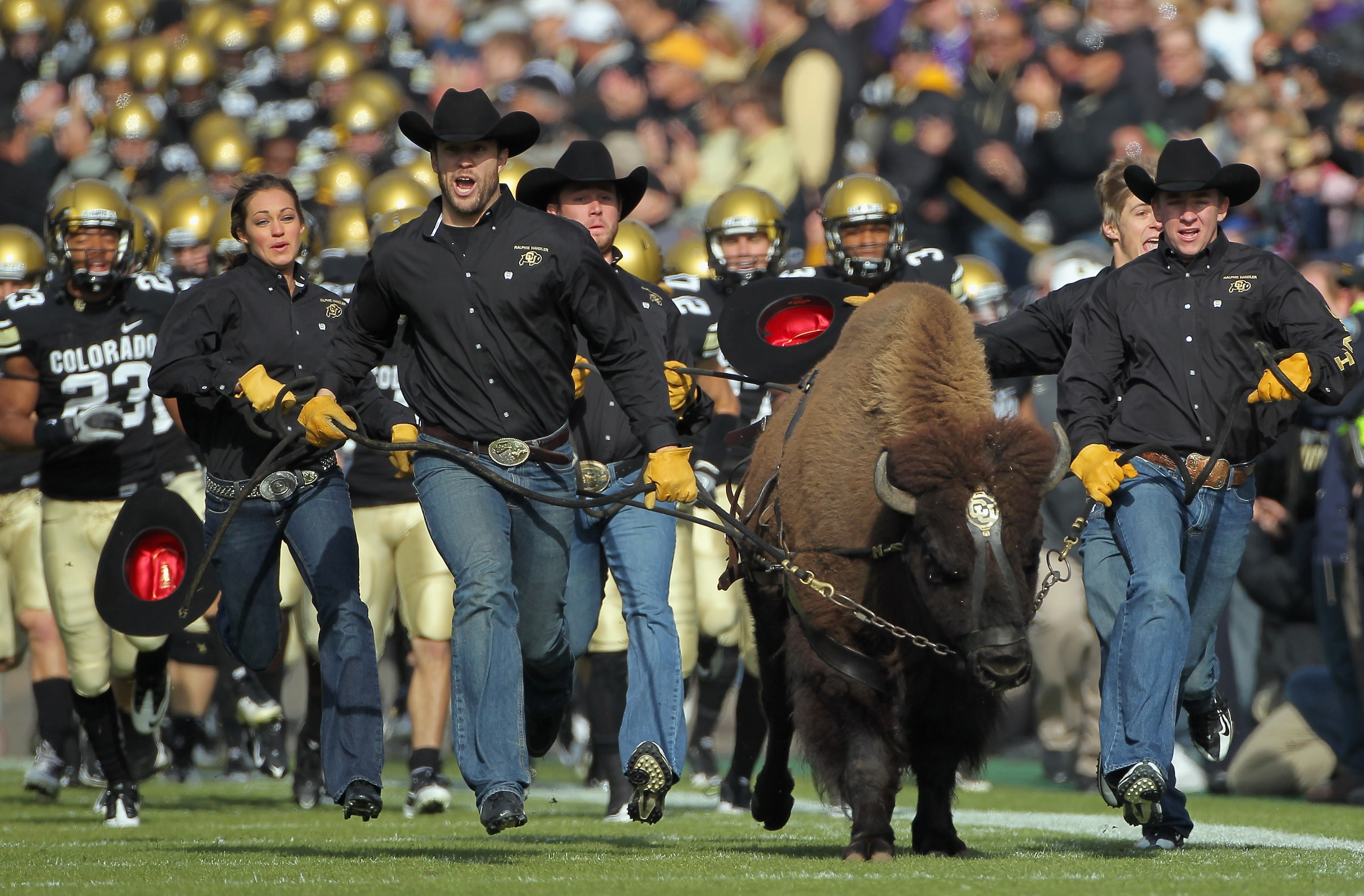 BOULDER, CO - NOVEMBER 20:  Ralphie IV, the mascot for the Colorado Buffaloes, leads coach Brian Cabral (R) and the team onto the field to face the Kansas State Wildcats at Folsom Field on November 20, 2010 in Boulder, Colorado. Colorado defeated Kansas S