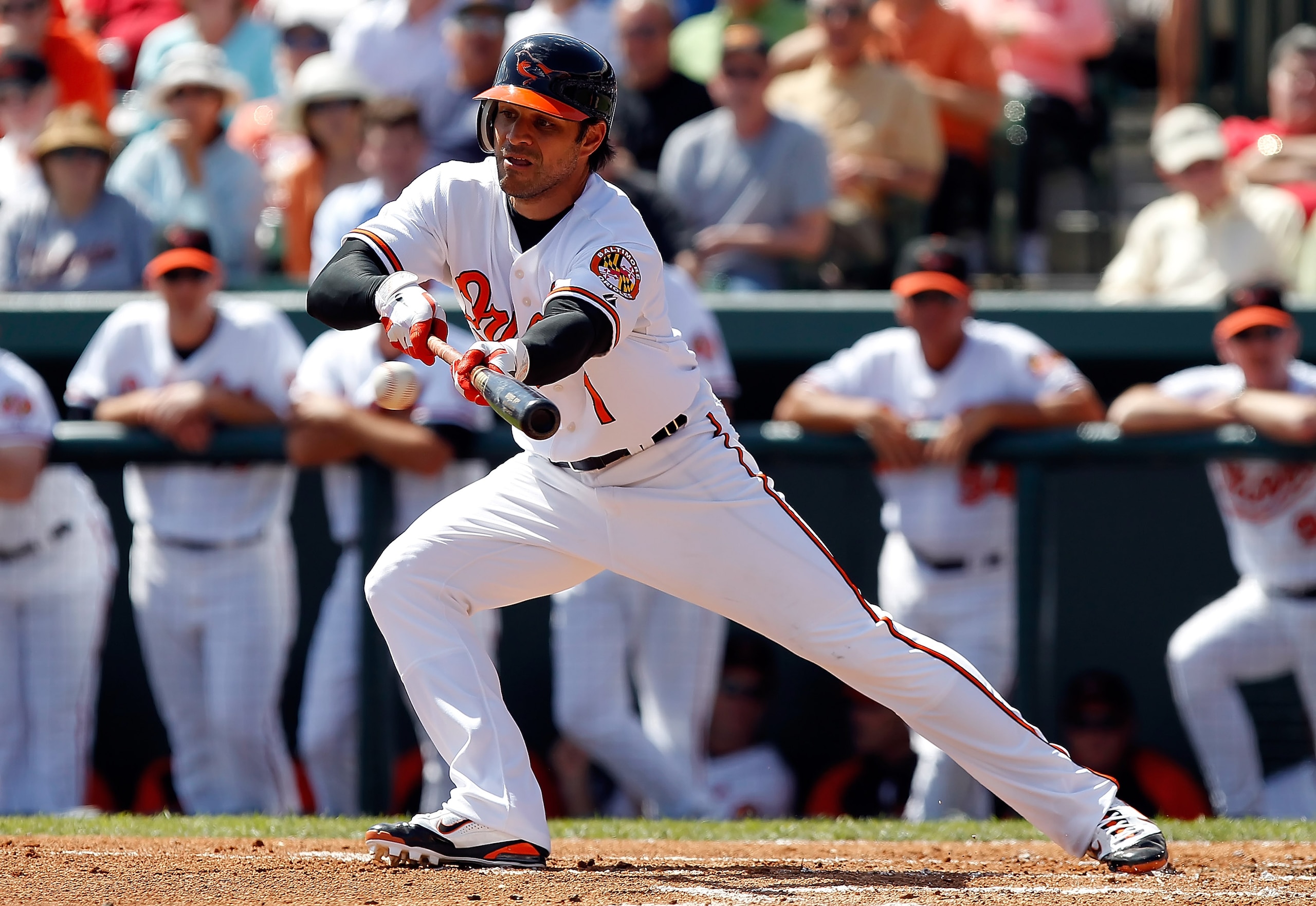 SARASOTA, FL - MARCH 03:  Infielder Brian Roberts #1 of the Baltimore Orioles tries to drag a bunt against the Minnesota Twins during a Grapefruit League Spring Training Game at Ed Smith Stadium on March 3, 2011 in Sarasota, Florida.  (Photo by J. Meric/G