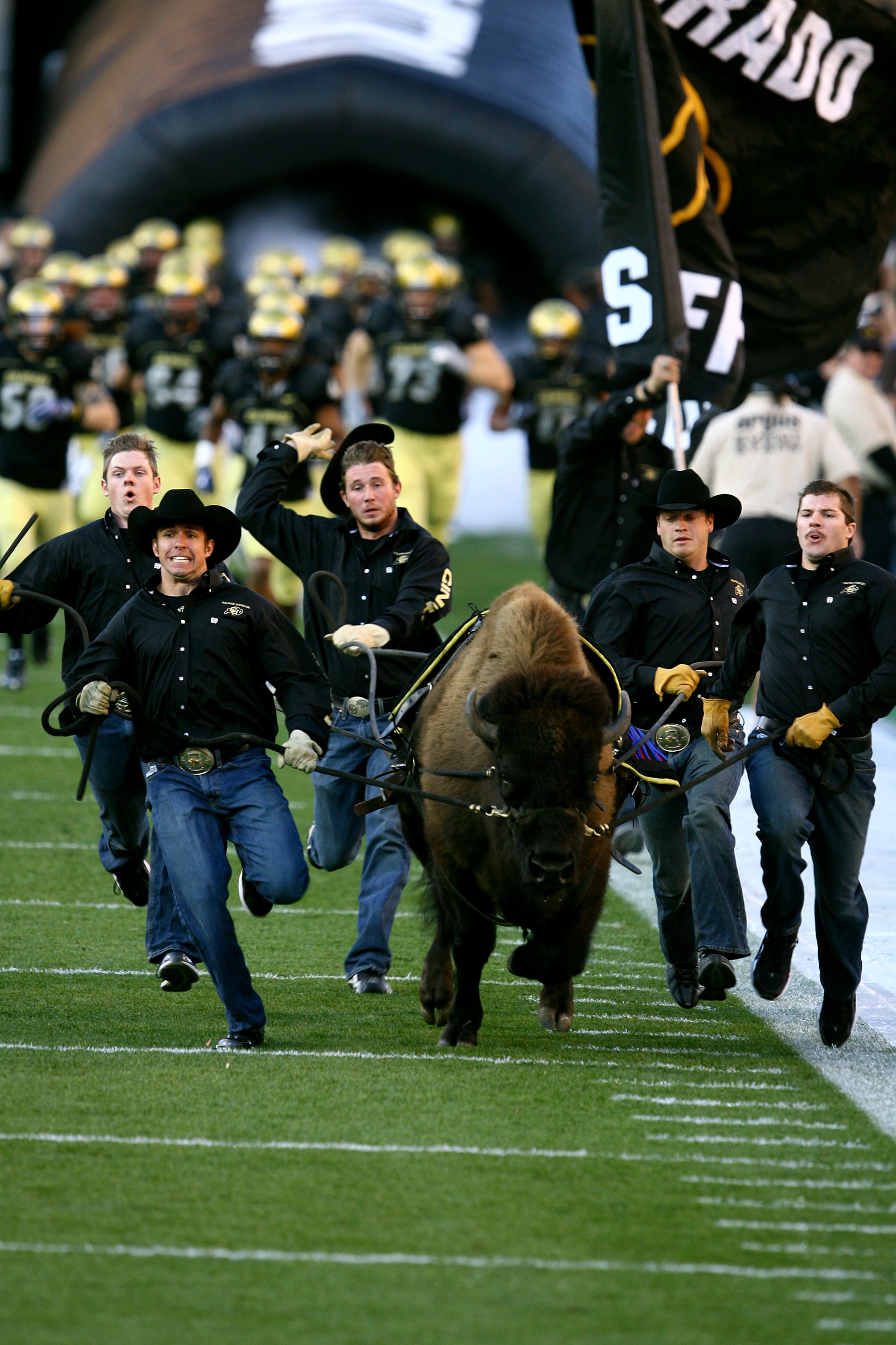 BOULDER, CO - OCTOBER 17: The Colorado Buffaloes mascot Ralphie runs onto the field prior to the game against the Kansas Jayhawks at Folsom Field on October 17, 2009 in Boulder, Colorado. (Photo by Garrett W. Ellwood/Getty Images)