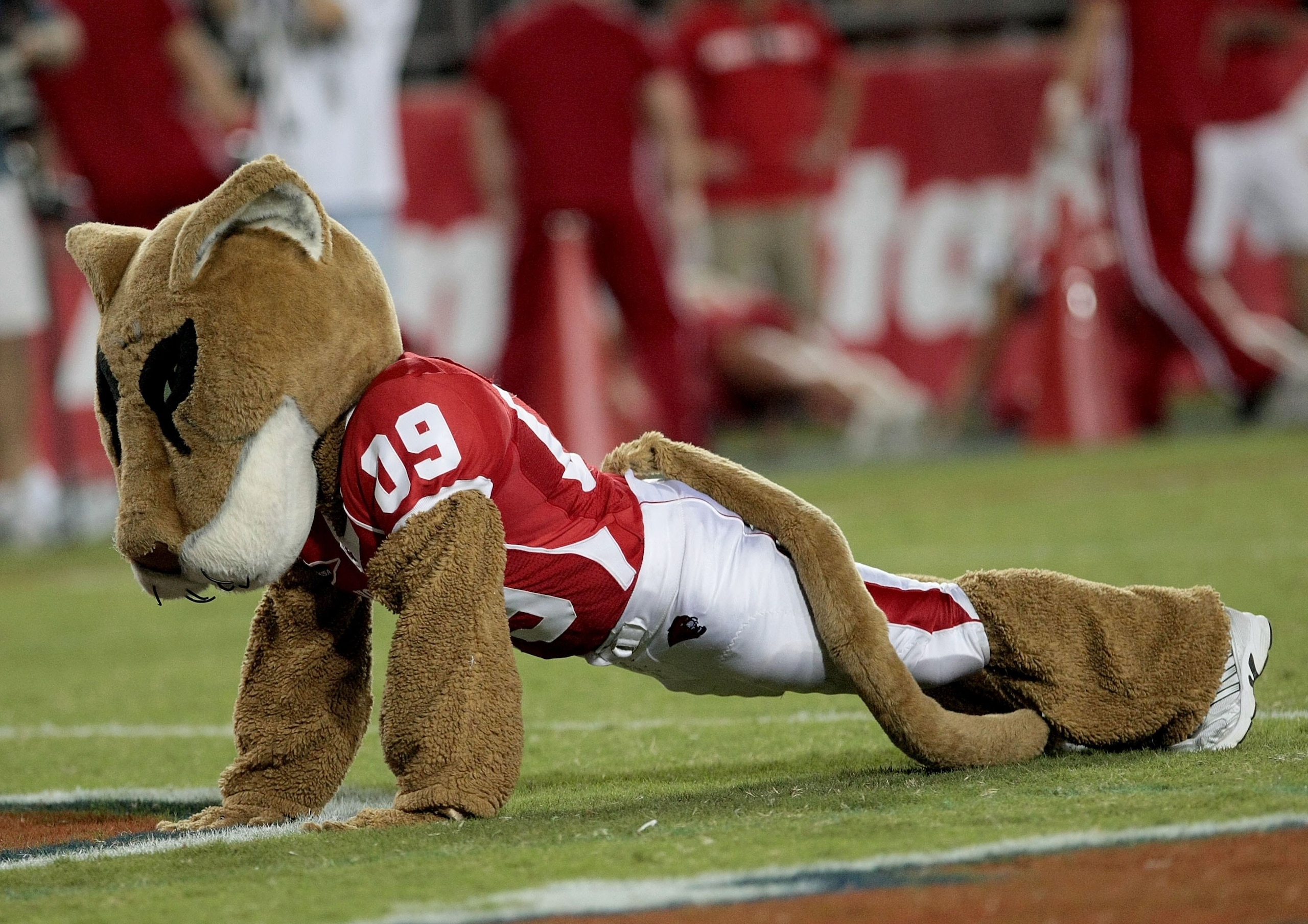 HOUSTON - SEPTEMBER 26: University of Houston mascot 'Sasha' does pushups after the Houston Cougars scored against the Texas Tech Red Raiders at Robertson Stadium on September 26, 2009 in Houston, Texas. (Photo by Thomas B. Shea/Getty Images) HOUSTON - SEPTEMBER 26: University of Houston mascot 'Sasha' does pushups after the Houston Cougars scored against the Texas Tech Red Raiders at Robertson Stadium on September 26, 2009 in Houston, Texas. (Photo by Thomas B. Shea/Getty Images)
