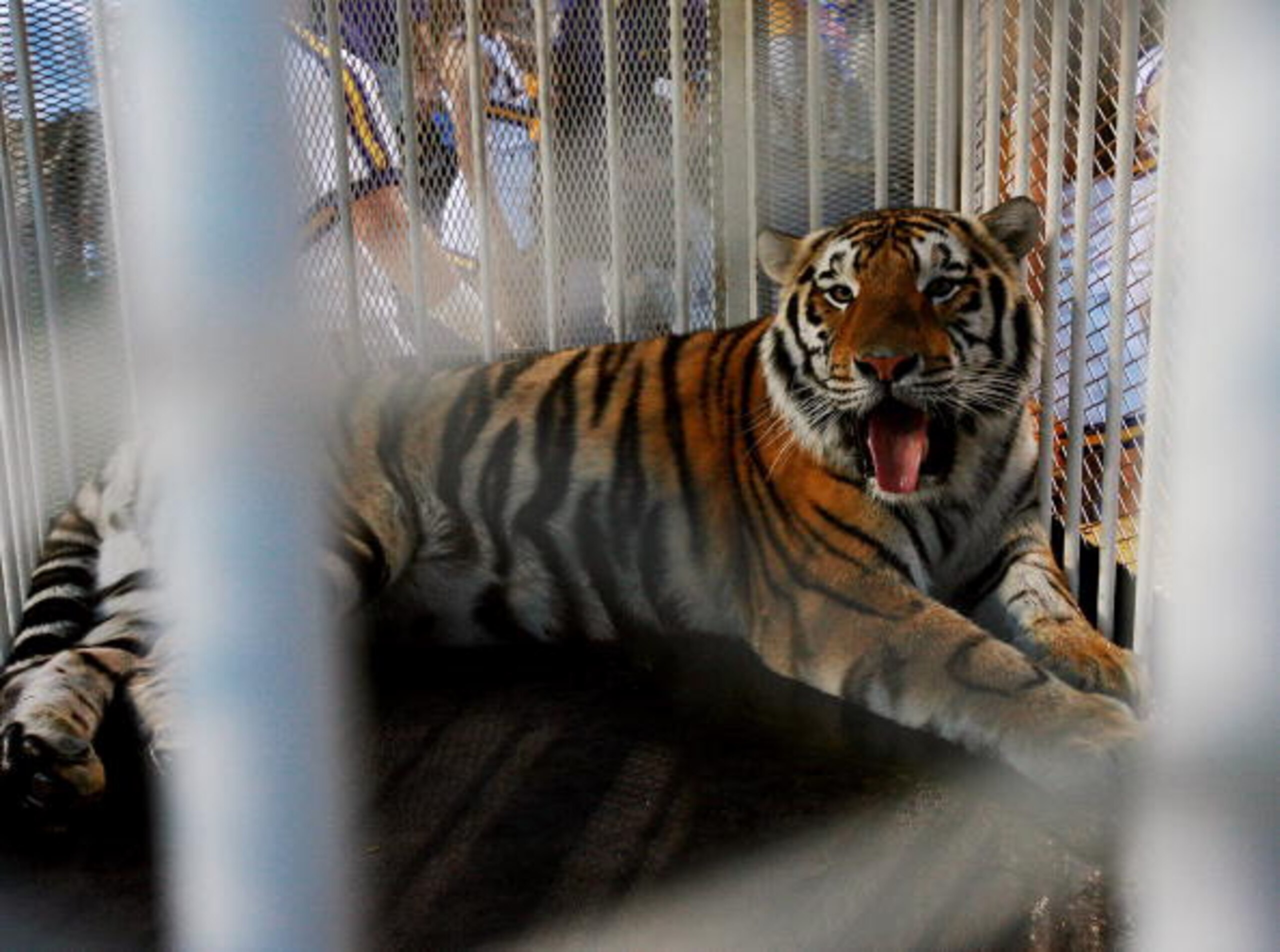 BATON ROUGE, LA - OCTOBER 06:  LSU mascot Mike VI, a Bengal/Siberian mixed tiger, is displayed on the field before the Florida Gators take on the LSU Tigers at Tiger Stadium on October 6, 2007 in Baton Rouge, Louisiana.  (Photo by Doug Benc/Getty Images)