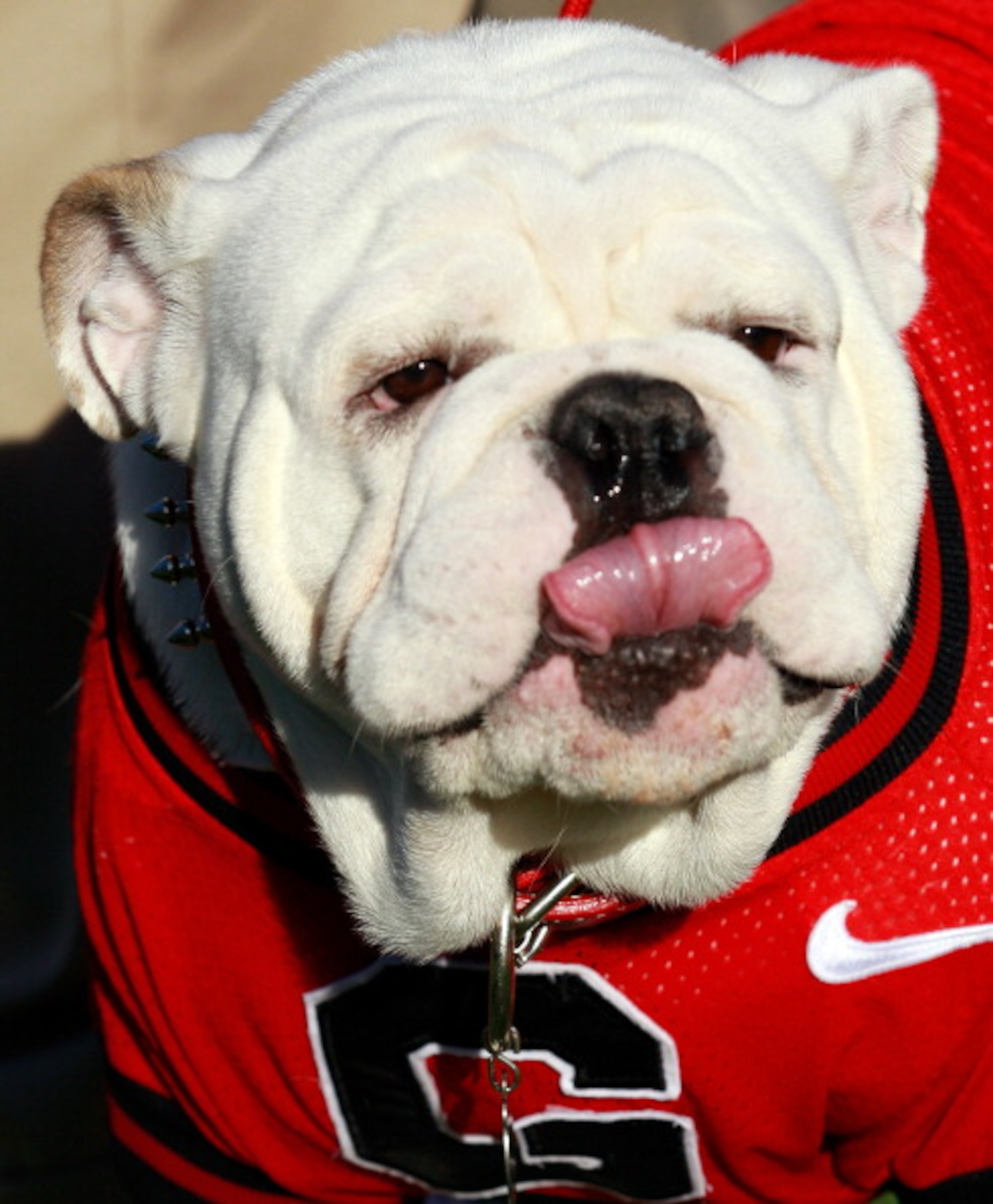 JACKSONVILLE, FL - OCTOBER 30:  Georgia Bulldogs mascot UGA VIII watches the action during the game against the Florida Gators at EverBank Field on October 30, 2010 in Jacksonville, Florida.  (Photo by Sam Greenwood/Getty Images)