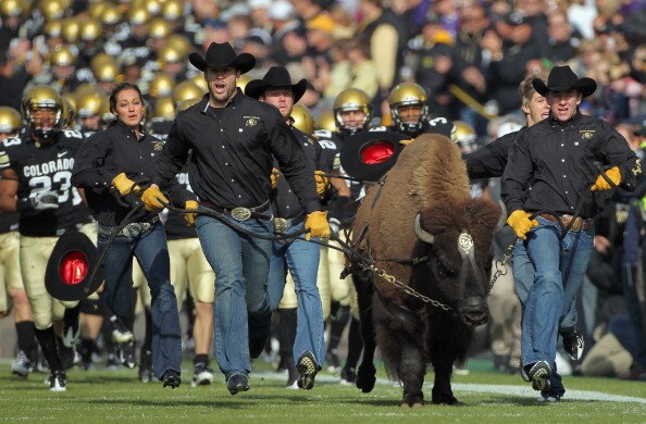 BOULDER, CO - NOVEMBER 20:  Ralphie IV, the mascot for the Colorado Buffaloes, leads coach Brian Cabral (R) and the team onto the field to face the Kansas State Wildcats at Folsom Field on November 20, 2010 in Boulder, Colorado. Colorado defeated Kansas S