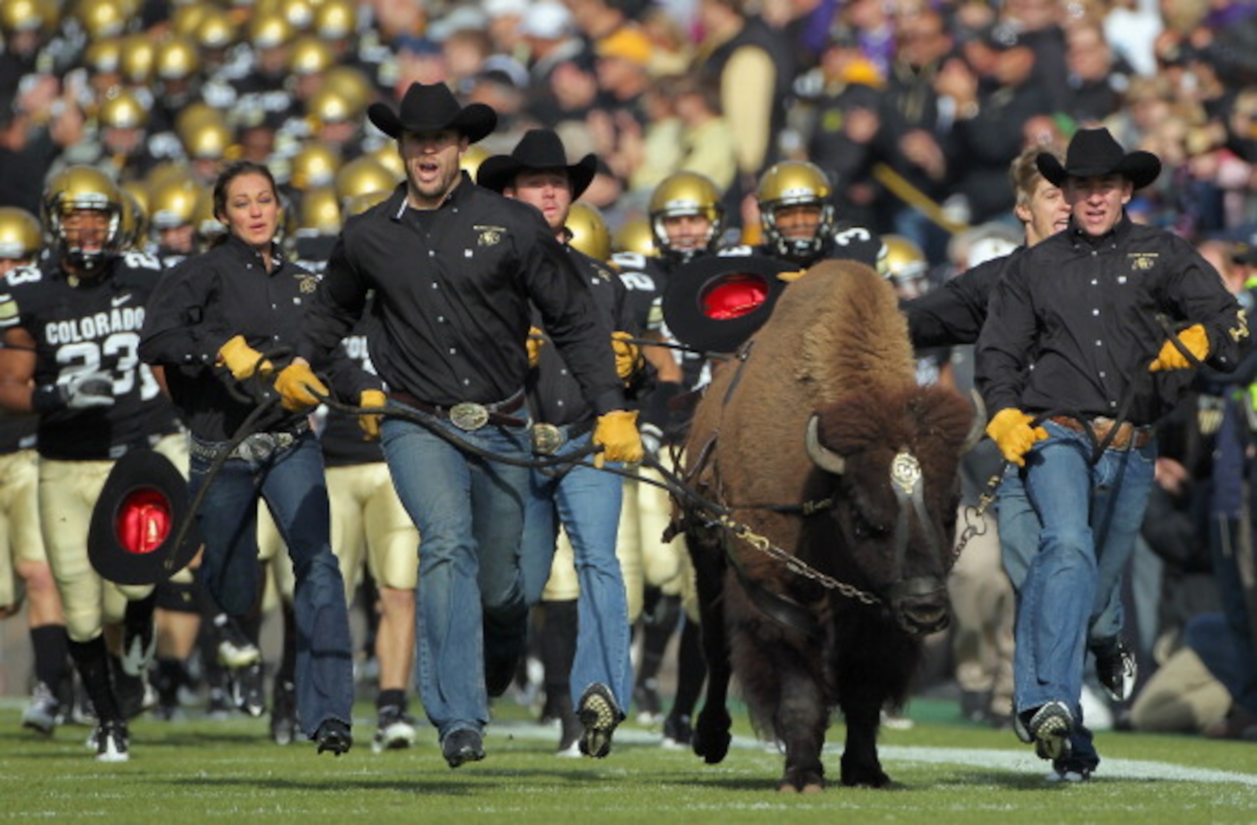 BOULDER, CO - NOVEMBER 20:  Ralphie IV, the mascot for the Colorado Buffaloes, leads coach Brian Cabral (R) and the team onto the field to face the Kansas State Wildcats at Folsom Field on November 20, 2010 in Boulder, Colorado. Colorado defeated Kansas S