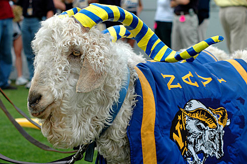 Jealous Much? The 20 Most Spoiled Live Animal Mascots | News, Scores,  Highlights, Stats, and Rumors | Bleacher Report