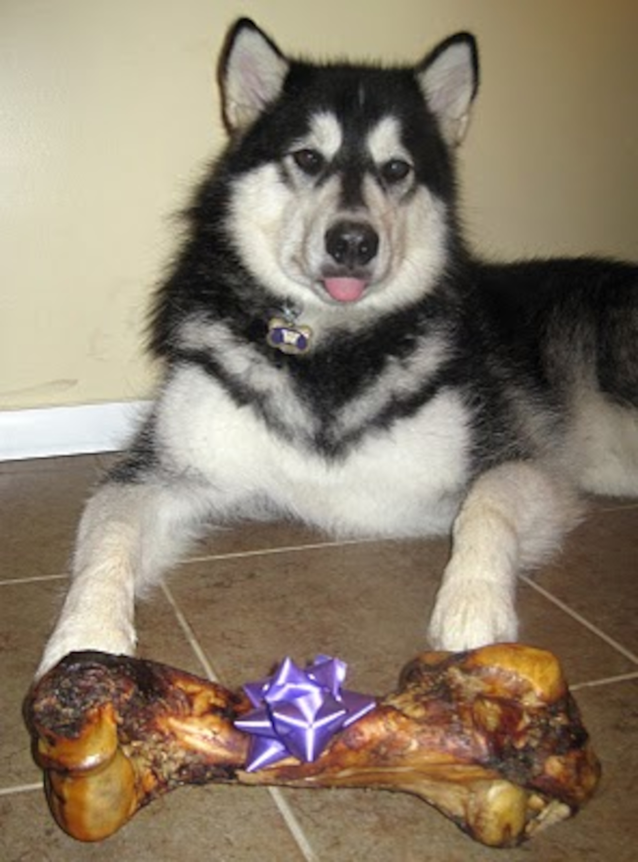 From huskymascot.blogspot.com