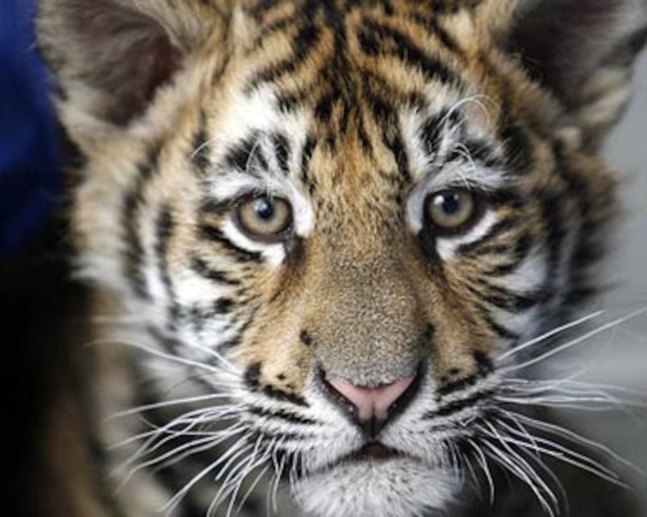From gotigersgo.com