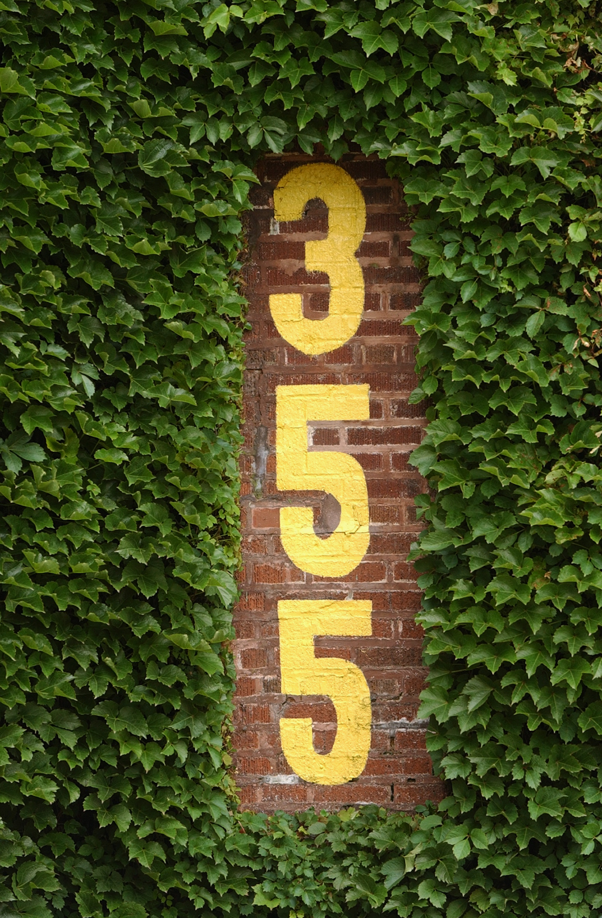 CHICAGO - JUNE 15:  A closeup view of the distance number (355 feet from home plate) and ivy covered leftfield wall at Wrigley Field on June 15, 2004 in Chicago, Illinois.  (Photo by Jonathan Daniel/Getty Images)