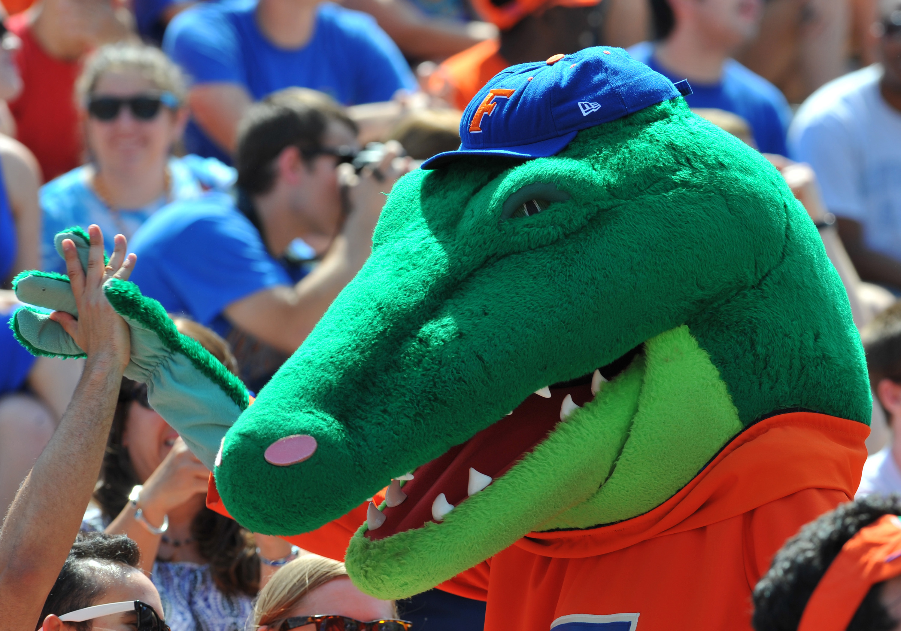 GAINESVILLE, FL - APRIL 9: The Florida Gators mascot celebrates with fans during the Orange and Blue spring football game April 9, 2011 at Ben Hill Griffin Stadium in Gainesville, Florida.  (Photo by Al Messerschmidt/Getty Images)