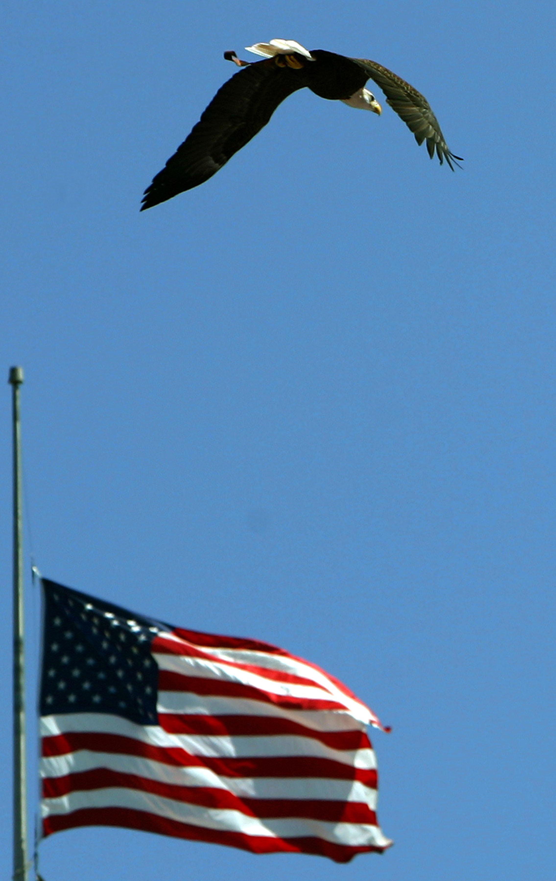 SAN DIEGO, CA -  SEPTEMBER 11:   A bald eagle flies past an American Flag before the start of the San DIego Chargers and the Dallas Cowboys NFL Game on September 11, 2005 at Qualcomm Stadium in San Diego, California. (Photo by Donald Miralle/Getty Images)