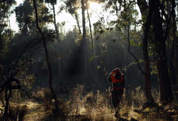 BLACK SPRINGS, AUSTRALIA - MAY 10:  Andrew Moriarty searches the bush with binoculars during a hunt in the Vulcan State Forest on May 10, 2009 in Black Springs, Australia. Voluntary conservation hunting takes place on public and private land under the Gam