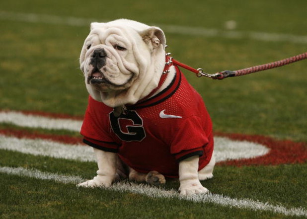 ATHENS, GA - NOVEMBER 29:  Georgia Bulldogs mascot UGA VII sits on the field before the game against the Georgia Tech Yellow Jackets at Sanford Stadium on November 29, 2008 in Athens, Georgia.  The Yellow Jackets defeated the Bulldogs 45-42.  (Photo by Mi