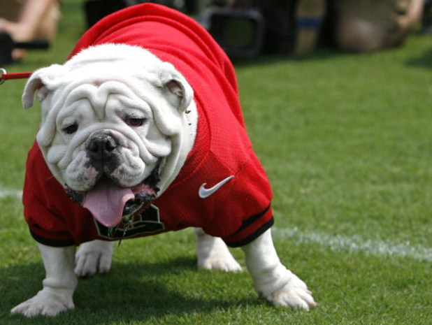 ATHENS - AUGUST 30: UGA VII is introduced as the new Georgia Bulldogs mascot during the game against the Georgia Southern Eagles at Sanford Stadium on August 30, 2008 in Athens, Georgia. (Photo by Mike Zarrilli/Getty Images)