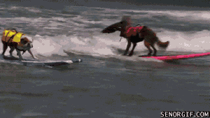 GIFs of Animals Playing Sports | Bleacher Report | Latest News ...
